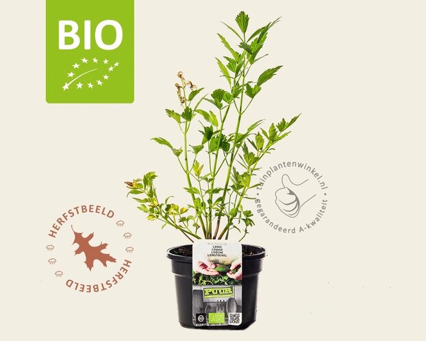 Levisticum officinale Puur