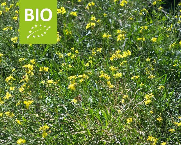 Diplotaxis tenuifolia 'Roma' Puur