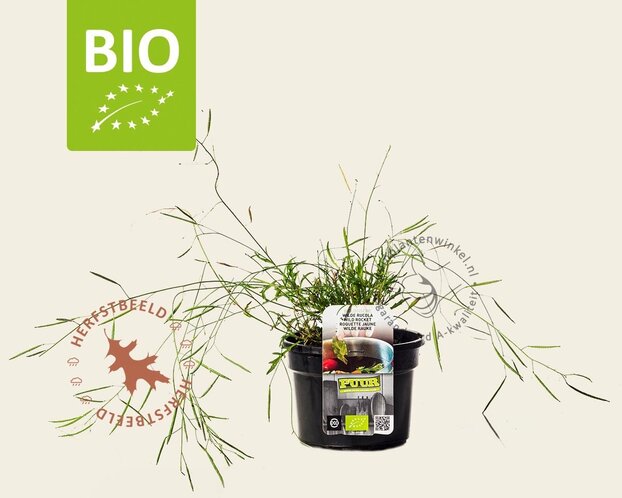 Diplotaxis tenuifolia 'Roma' Puur