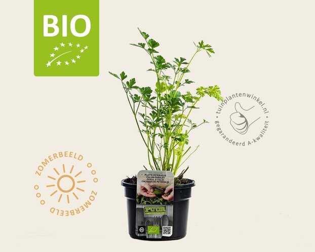 Petroselinum crispum 'Gigant d'Italia' Puur