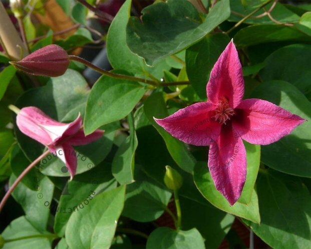 Clematis texensis 'Princess Diana'