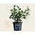 Ceanothus arboreus 'Trewithen Blue'