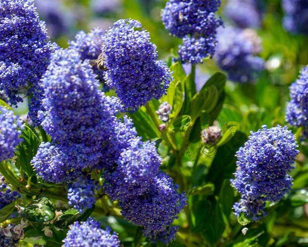Ceanothus arboreus 'Trewithen Blue'