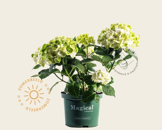 Hydrangea macrophylla 'Magical Noblesse'