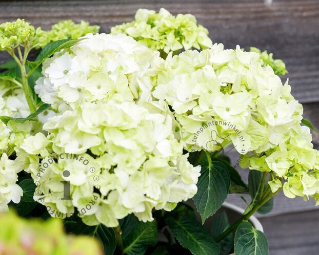 Hydrangea macrophylla 'Magical Noblesse'