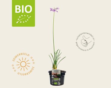 Tulbaghia violacea Puur