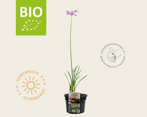 Tulbaghia violacea Puur
