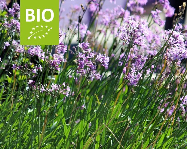 Tulbaghia violacea Puur