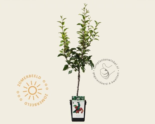 Malus 'Red Sentinel' - mini