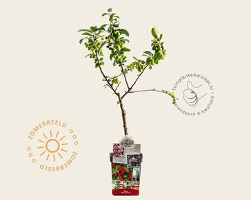 Malus 'Red Sentinel' - mini