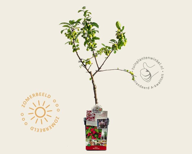 Malus 'Red Sentinel' - mini