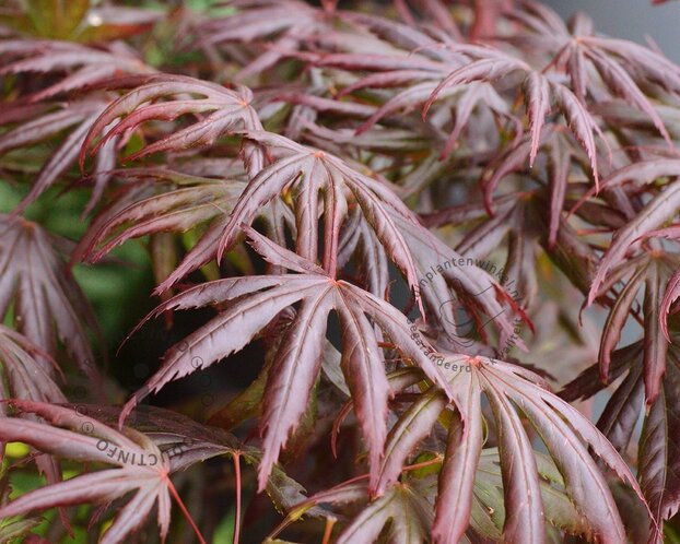 Acer palmatum 'Trompenburg'