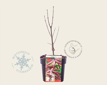 Acer palmatum 'Starfish'