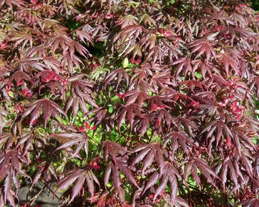 Acer palmatum 'Starfish'