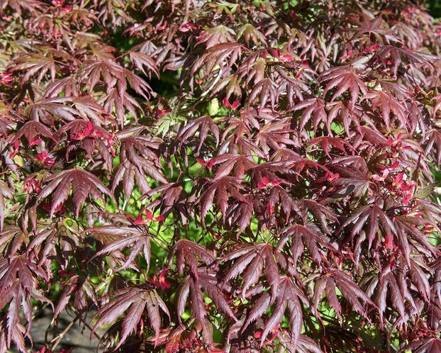 Acer palmatum 'Starfish'