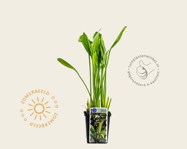 Sagittaria graminea