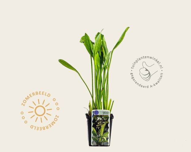 Sagittaria graminea