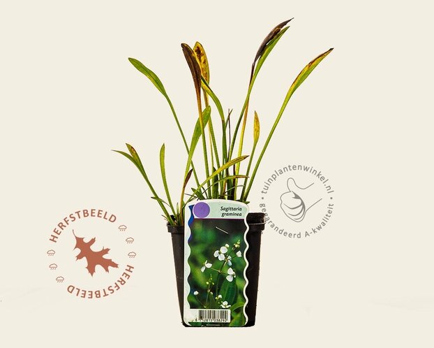 Sagittaria graminea
