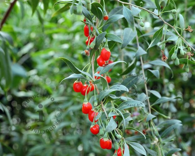 Lycium barbarum 'Instant Succes'