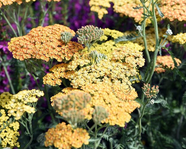 Achillea millefolium 'Terracotta'