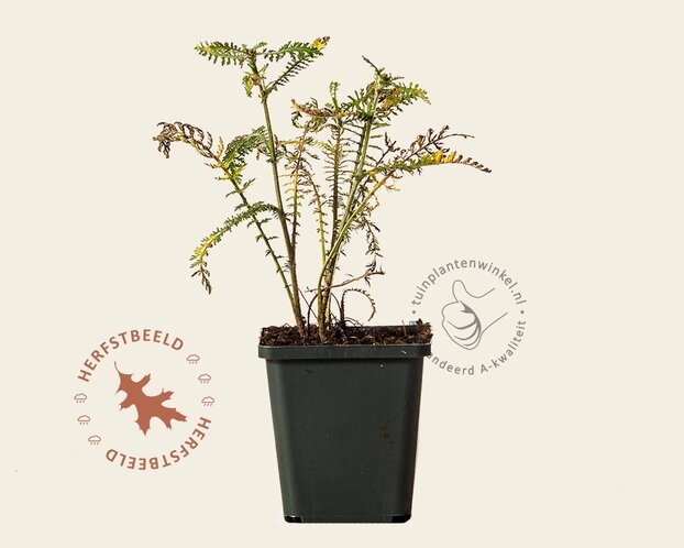 Achillea millefolium 'Terracotta'