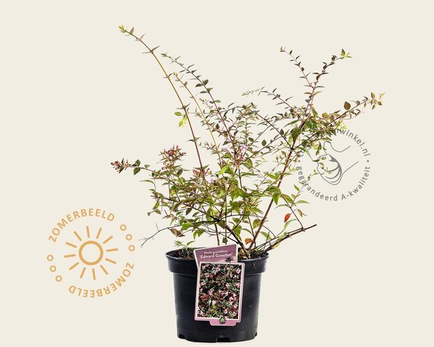 Abelia grandiflora 'Edward Goucher'