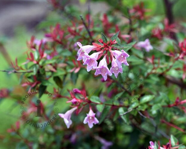 Abelia grandiflora 'Edward Goucher'
