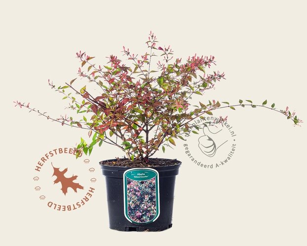 Abelia grandiflora 'Edward Goucher'