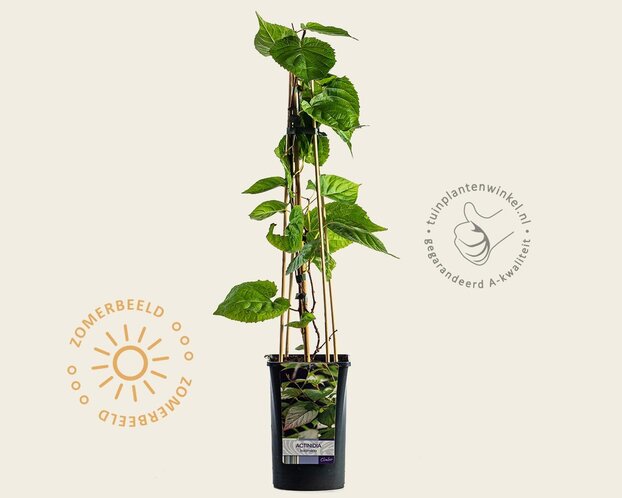 Actinidia kolomikta