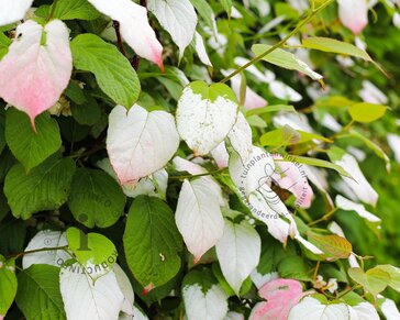 Actinidia kolomikta
