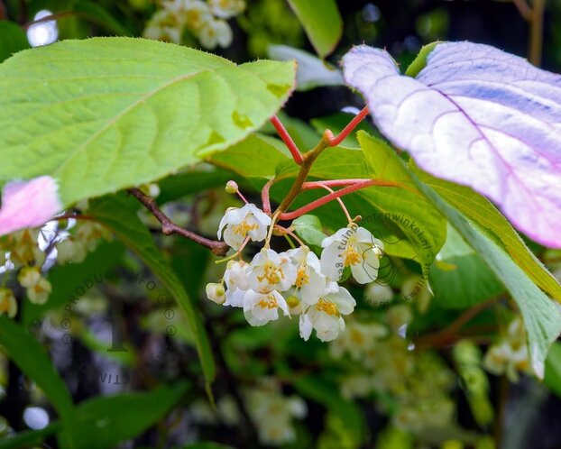 Actinidia kolomikta
