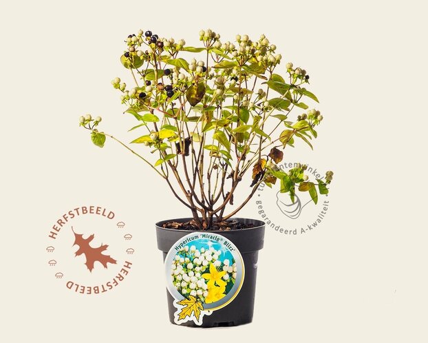 Hypericum 'Miracle Blizz'