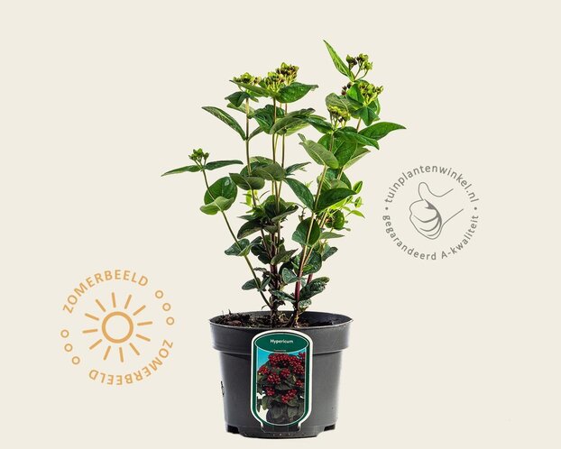 Hypericum 'Miracle Marvel'