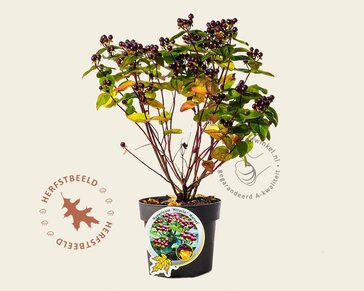 Hypericum 'Miracle Marvel'