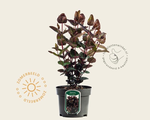 Hypericum 'Miracle Night'