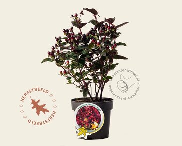 Hypericum 'Miracle Night'