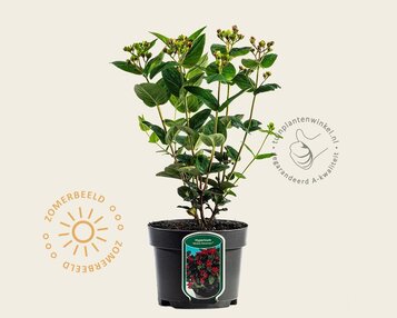 Hypericum 'Miracle Attraction' image