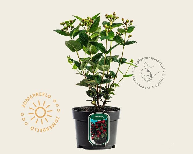 Hypericum 'Miracle Attraction'