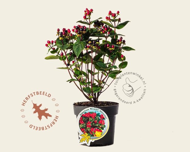 Hypericum 'Miracle Attraction'