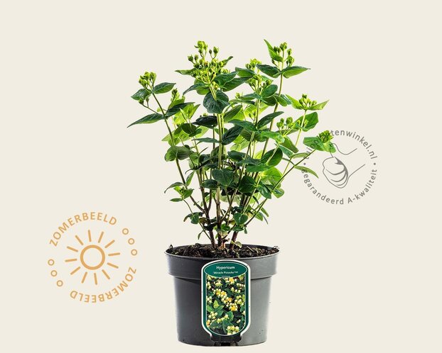 Hypericum 'Miracle Pistache'