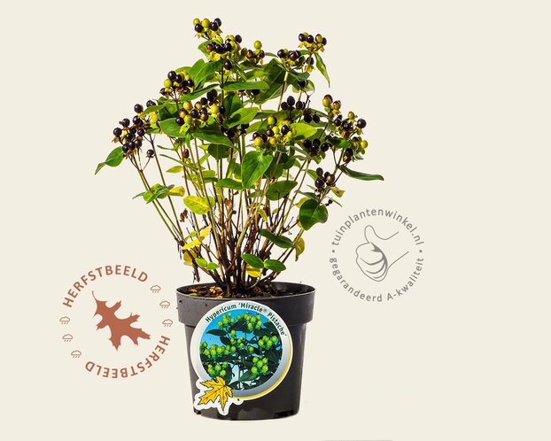 Hypericum 'Miracle Pistache'