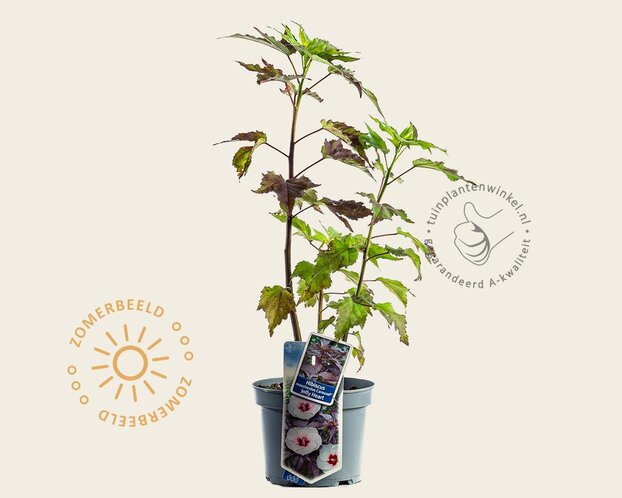 Hibiscus moscheutos 'Carousel Jolly Heart'