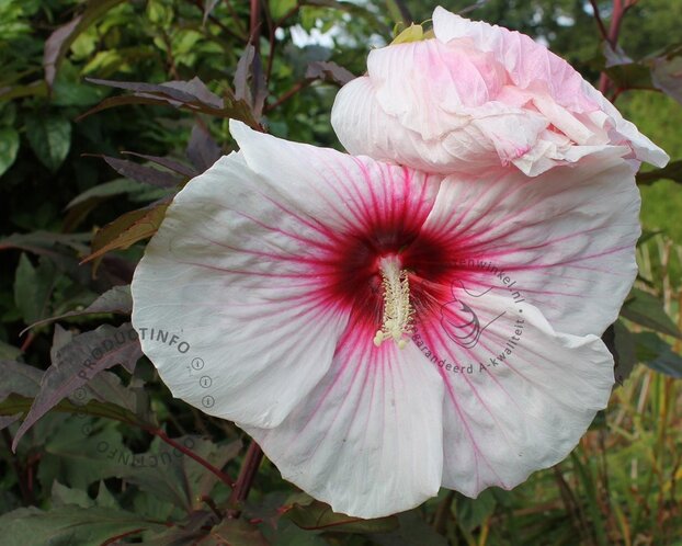 Hibiscus moscheutos 'Carousel Jolly Heart'