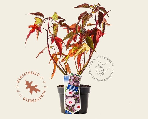 Hibiscus moscheutos 'Carousel Jolly Heart'