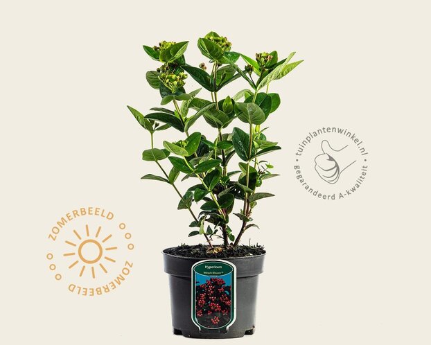 Hypericum 'Miracle Blossom'