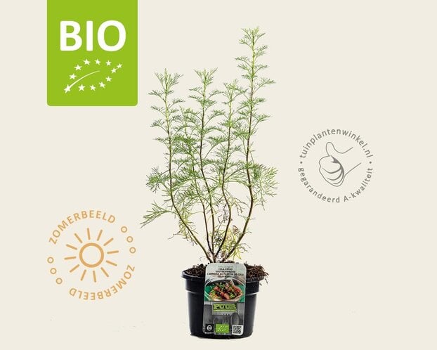 Artemisia abrotanum 'Maritima' Puur