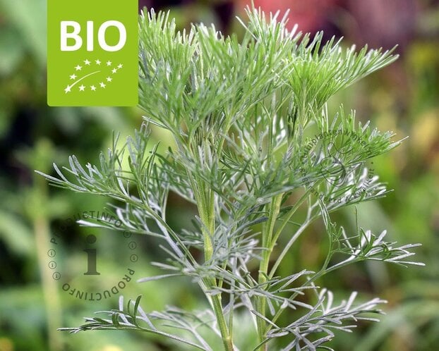 Artemisia abrotanum 'Maritima' Puur