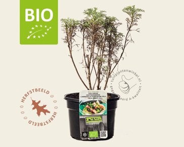 Artemisia abrotanum 'Maritima' Puur