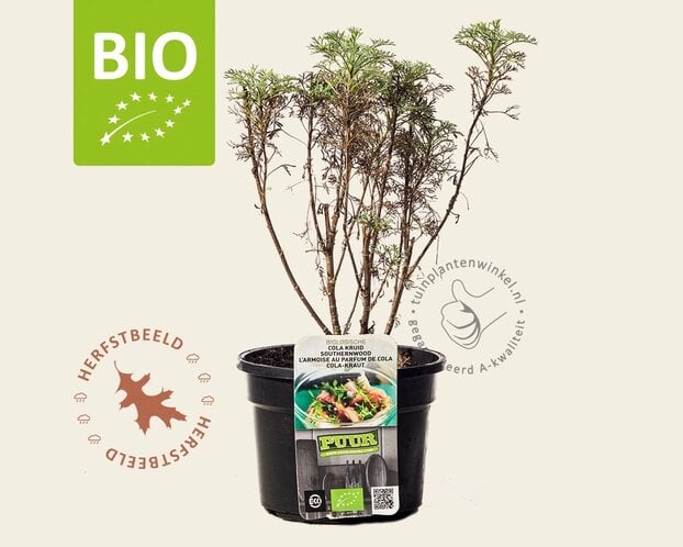 Artemisia abrotanum 'Maritima' Puur