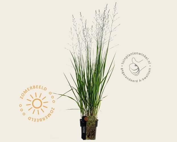 Molinia arundinacea 'Witches Broom'